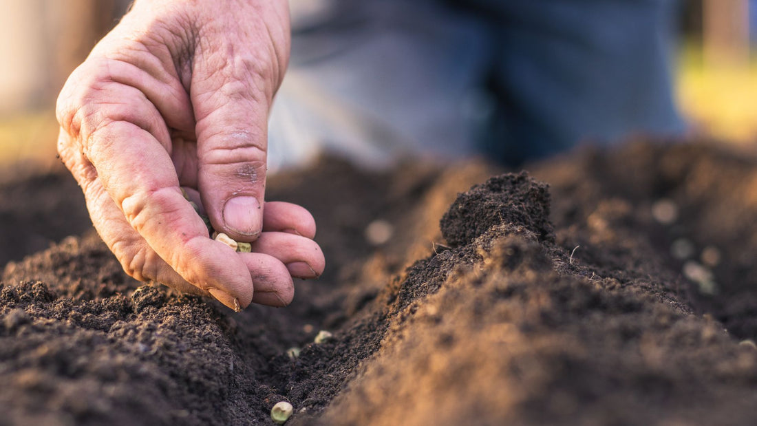 Seed Sowing for Autumn