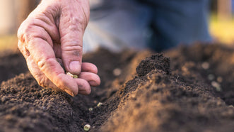 Seed Sowing for Autumn