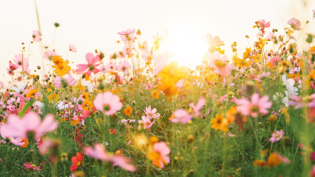For Greater Success with your Wildflowers