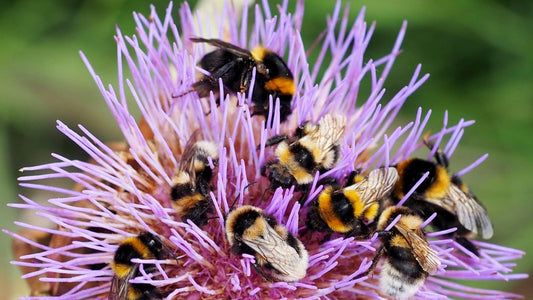 Best Practices to Attract Bees and Other Pollinators