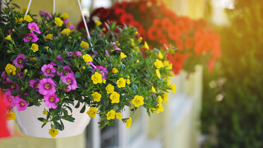 Great tips for Hanging Baskets