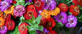 Zinnia Zing - A wonderful Bouquet Filler