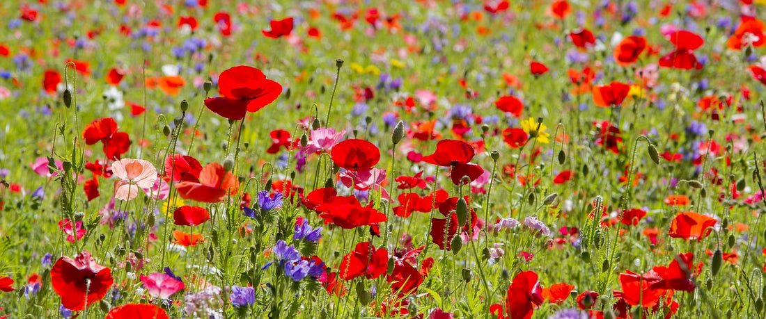 Autumn Wildflowers
