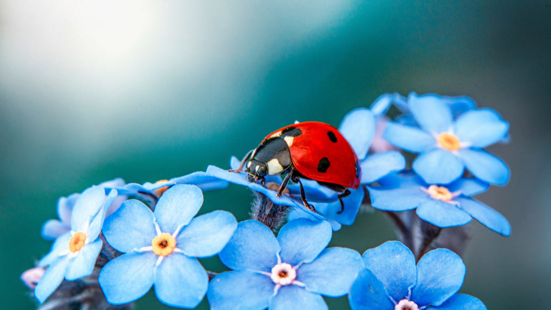 Beneficial Insects