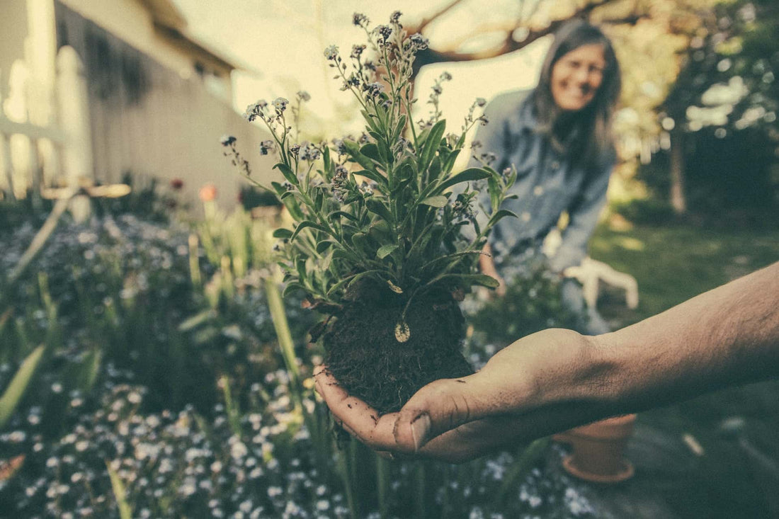 Change in the Garden