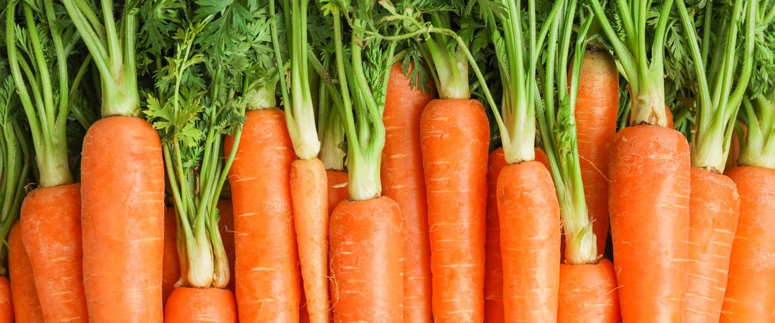 Carrots - Daucus Carota