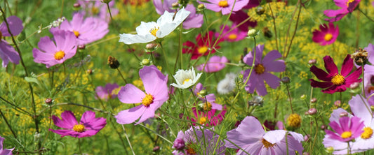 Colourful Cosmos Flowers