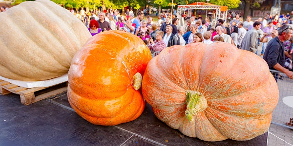 Growing Giant Pumpkins