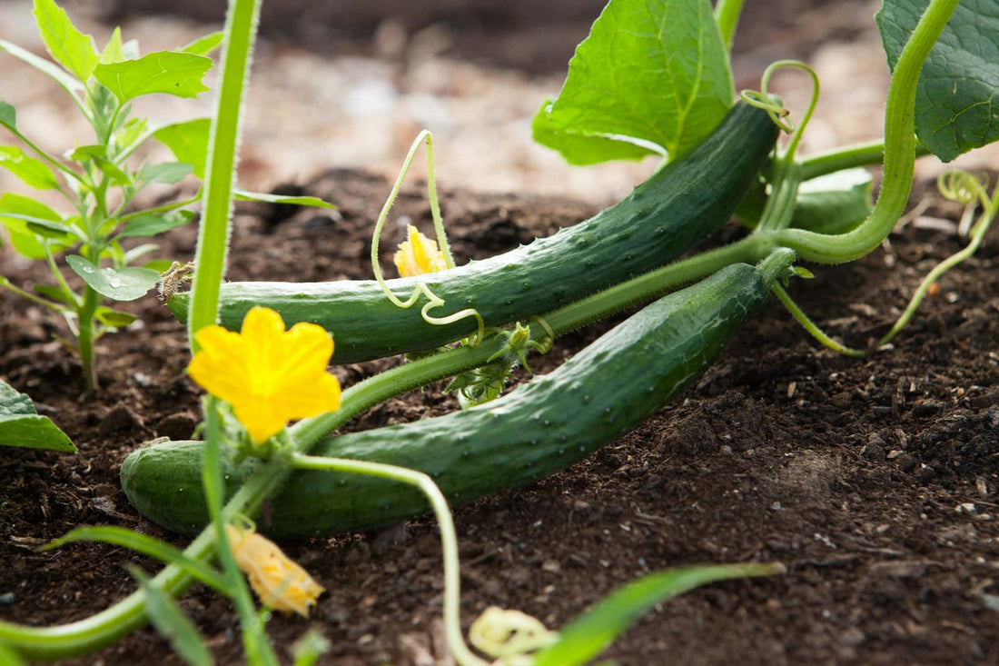 Curious about the Juicy Cucurbits?