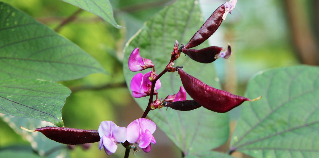 Unusual Vegetable Vines from around the World