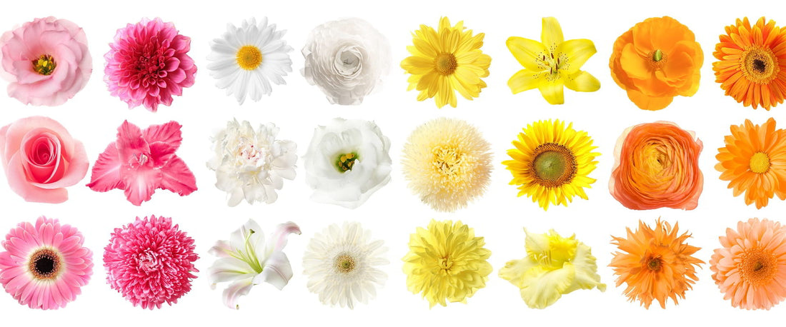Flowers & their Meanings