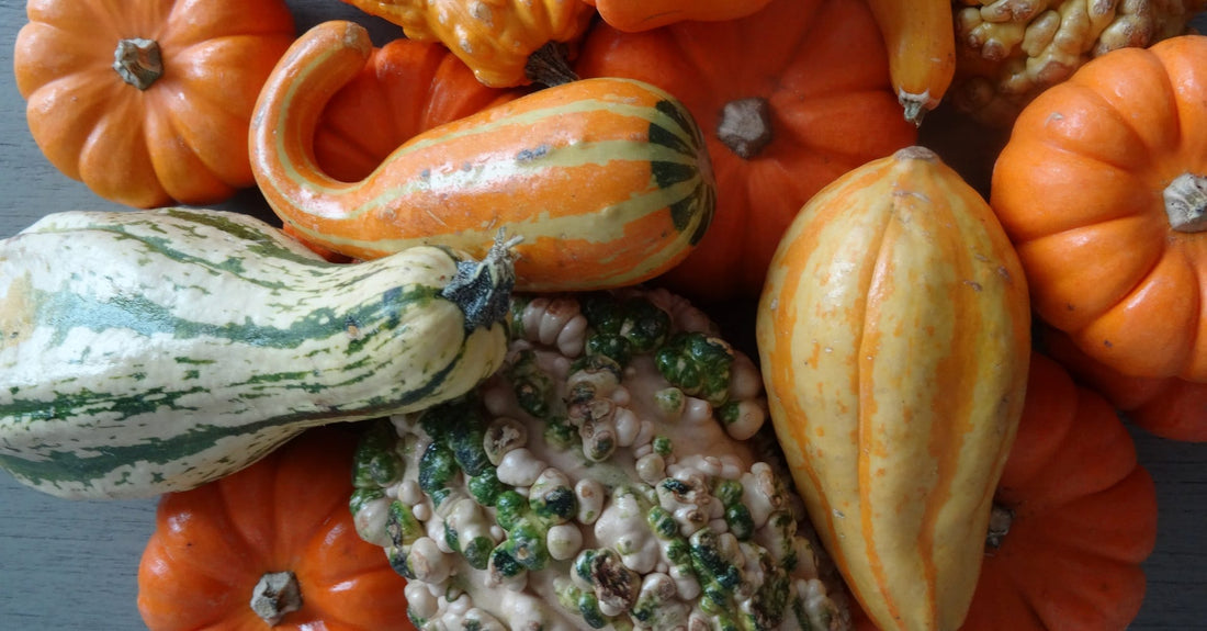 Glorious Gourds