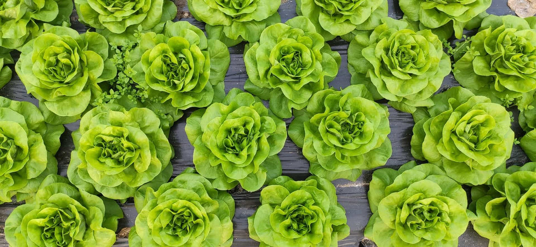 Good Old Lettuces