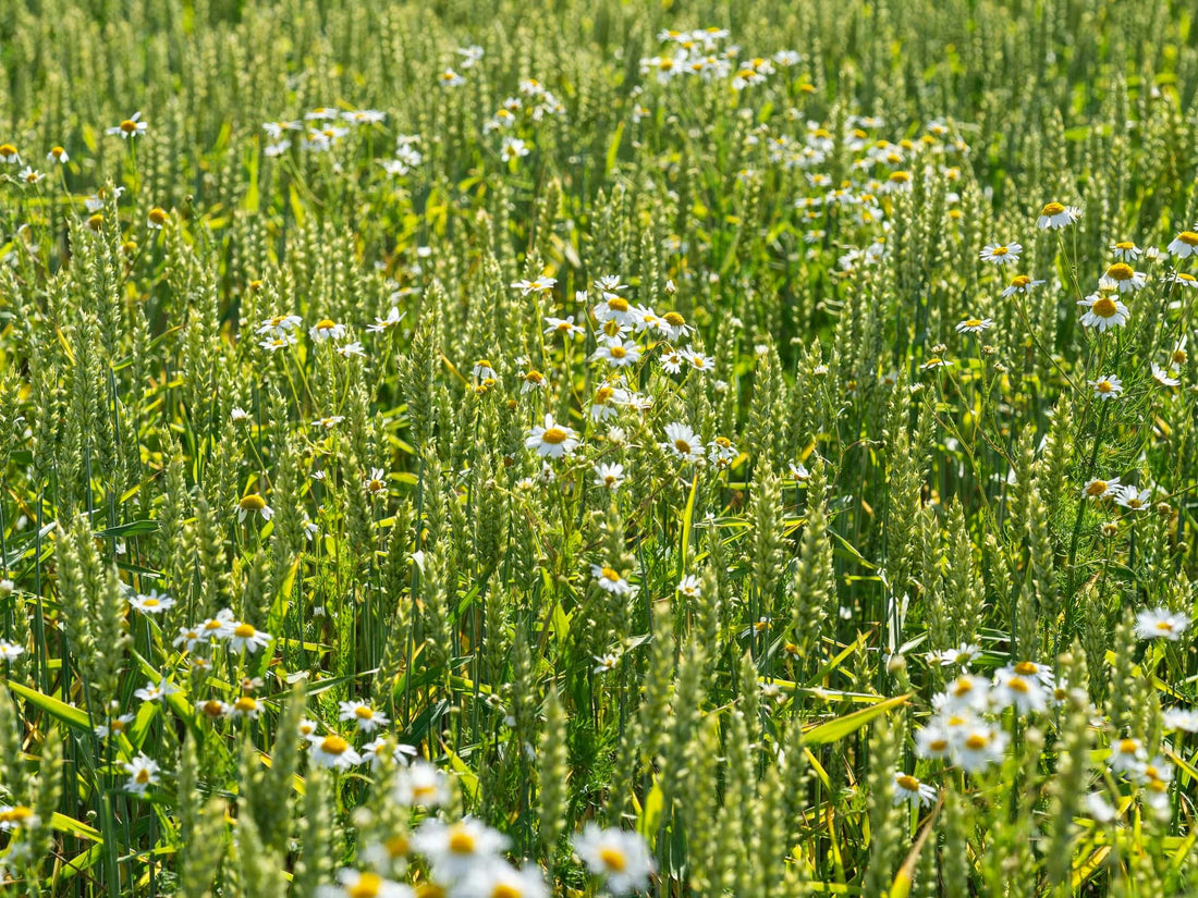 Green Manure Crops