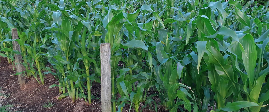 Guide to Growing Sweetcorn
