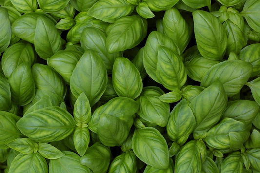 Guide to Growing & Using Basil