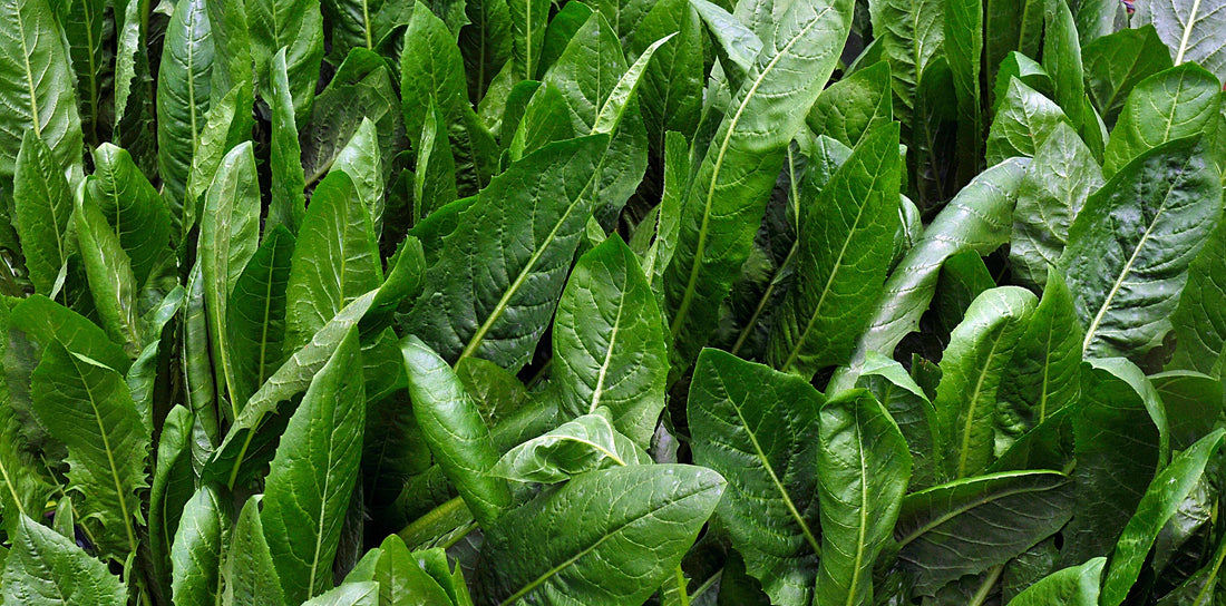 Herbal Ley for Grazing Animals