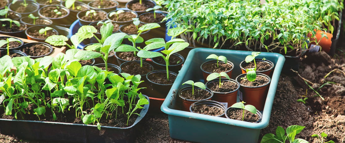 Labour Weekend Gardening Plans