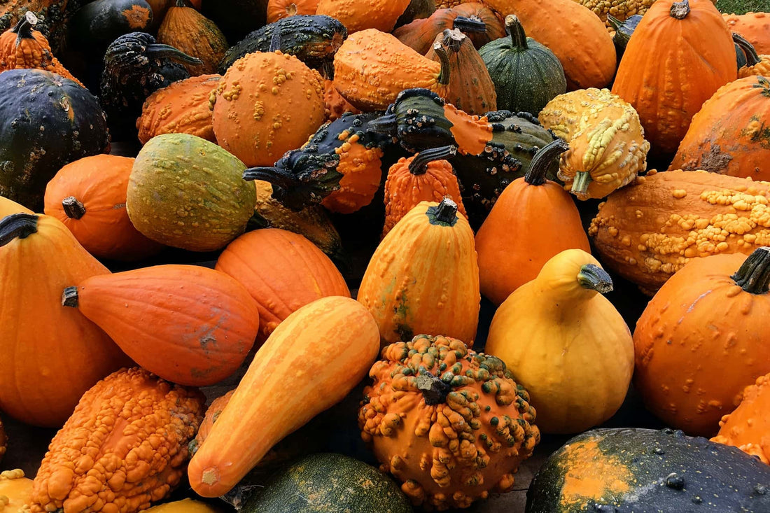 Pumpkin & Squash Harvest Time