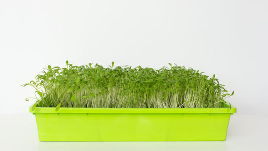 Fun and Games Growing Cress