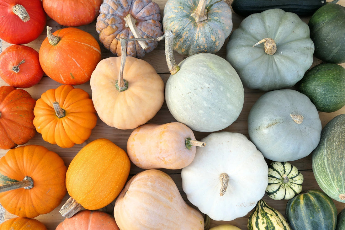 Growing Pumpkins in New Zealand - Kings Seeds