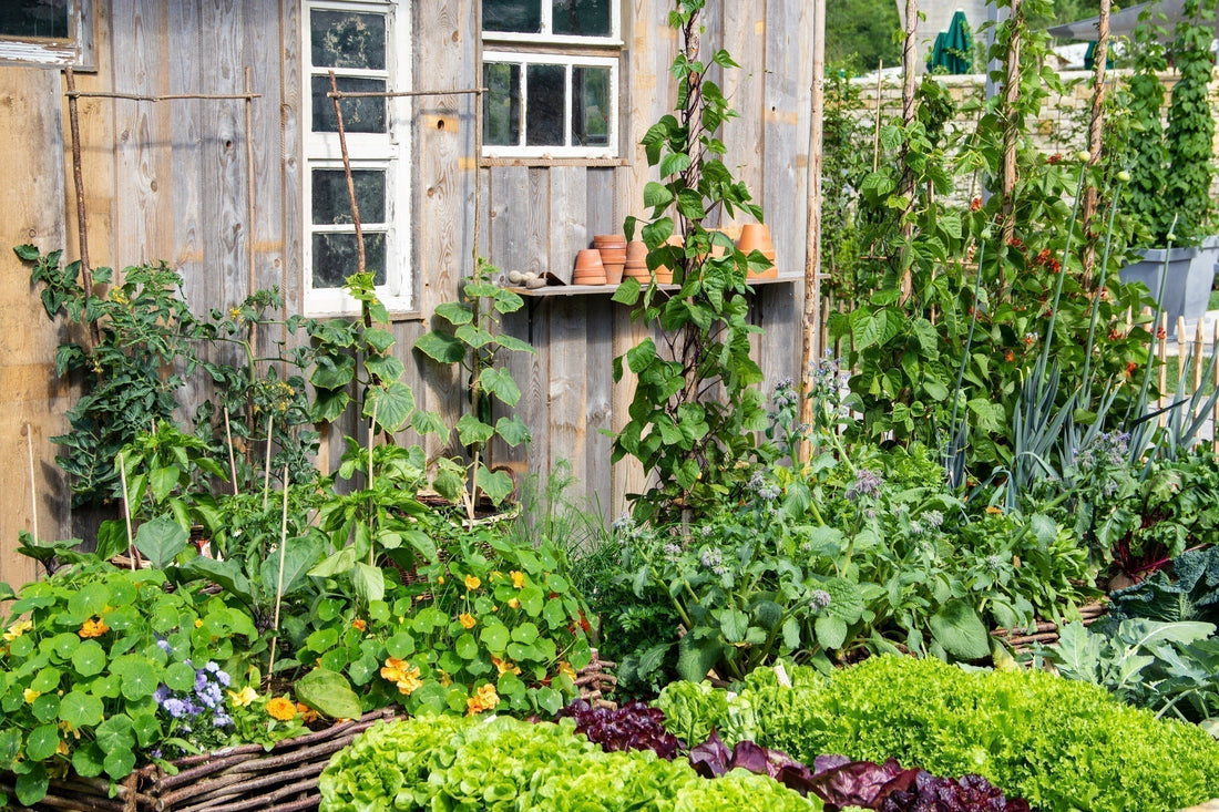 Companion Plants New Zealand