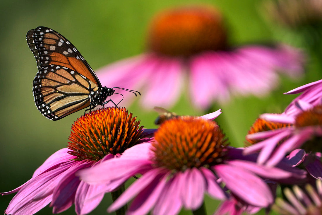 Growing Echinacea - Benefits & Uses - Kings Seeds