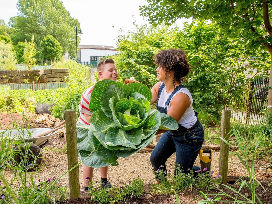 Beginner Gardening in New Zealand - Kings Seeds