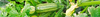 Zucchini/Courgette Seeds (Cucurbita pepo)