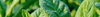 Spinach Seeds (Spinacia oleracea & others)
