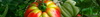 Beefsteak Tomato Seeds (Solanum lycopersicum)