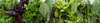Culinary Herb Seeds