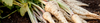 Parsnip Seeds (Pastinaca sativa)