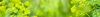 Green Flower Seeds