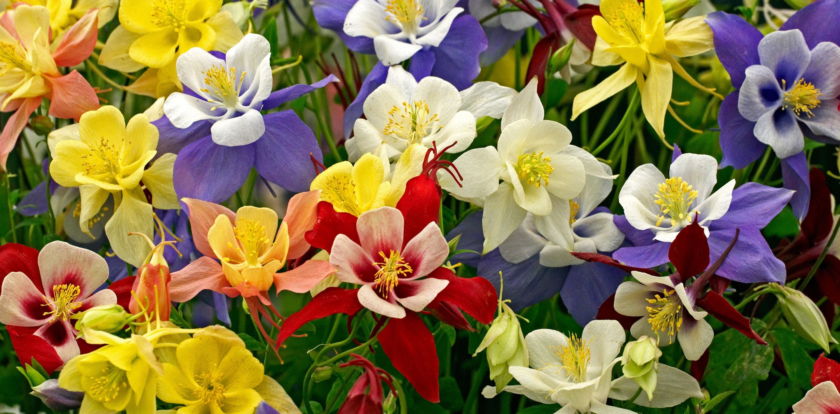 Aquilegia on sale