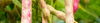Bean Seeds (Phaseolus vulgaris & others)