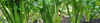 Celery Seeds (Apium Graveolens)