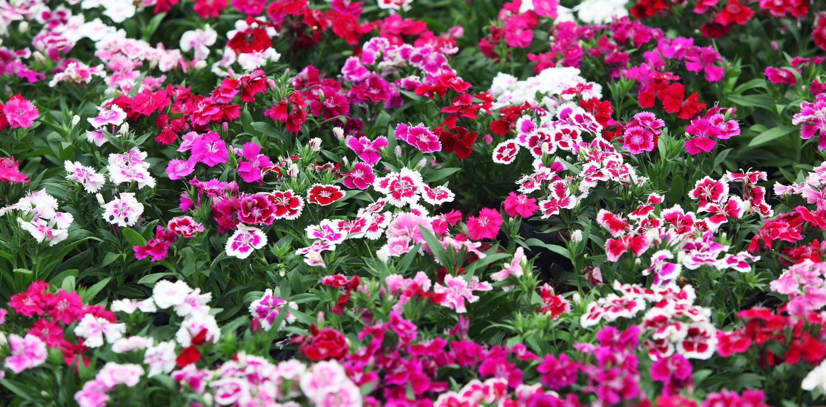 Shop Dianthus/Carnation Seeds in New Zealand Kings Seeds NZ