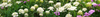 Ground Cover Flower Seeds