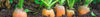 Carrot Seeds (Daucus Carota)