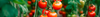 Cocktail Tomato Seeds