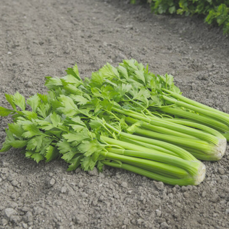 Organic Celery Tango