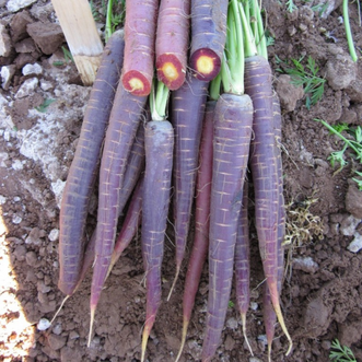 Carrot Nutri-Purple F1