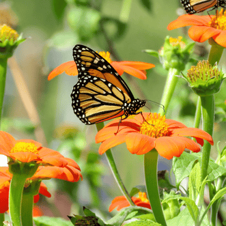 Kings Seeds Flower Butterfly Beauties