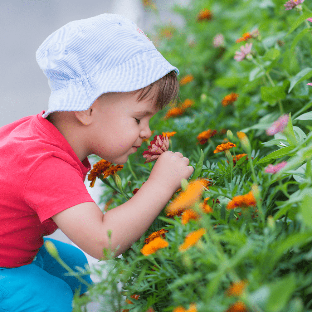 Buy Fragrant Flowers by Kings Seeds online Kings Seeds NZ