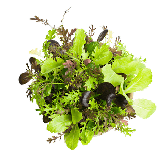 Kings Seeds Microgreens Salad Leaves