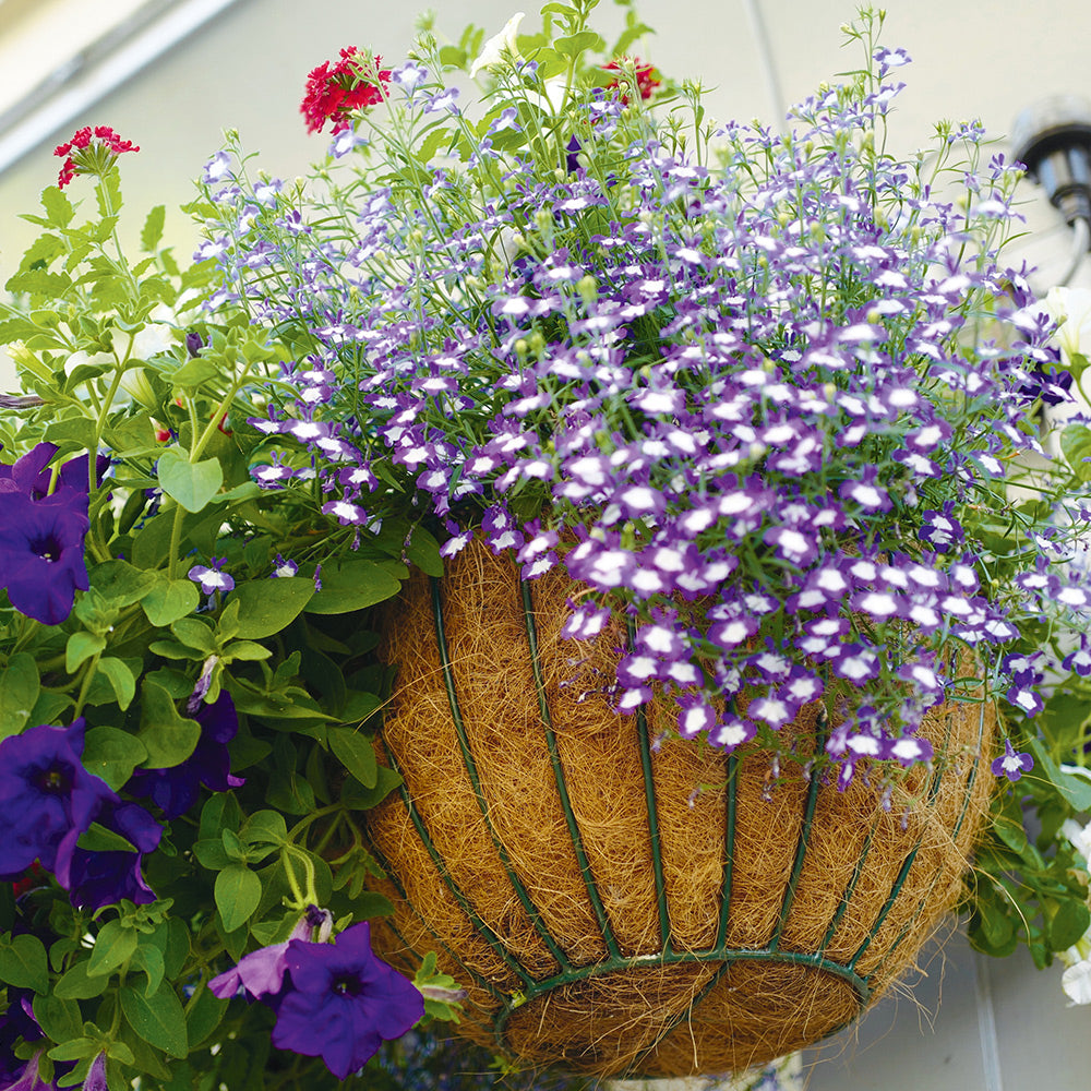 hanging basket plants nz Buy Flowers for Hanging Baskets by Kings Seeds NZ online