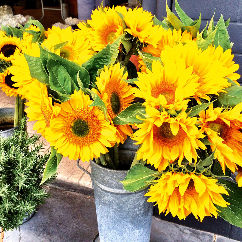 Buy Sunflowers for Bouquets (treated seed) by Kings Seeds NZ