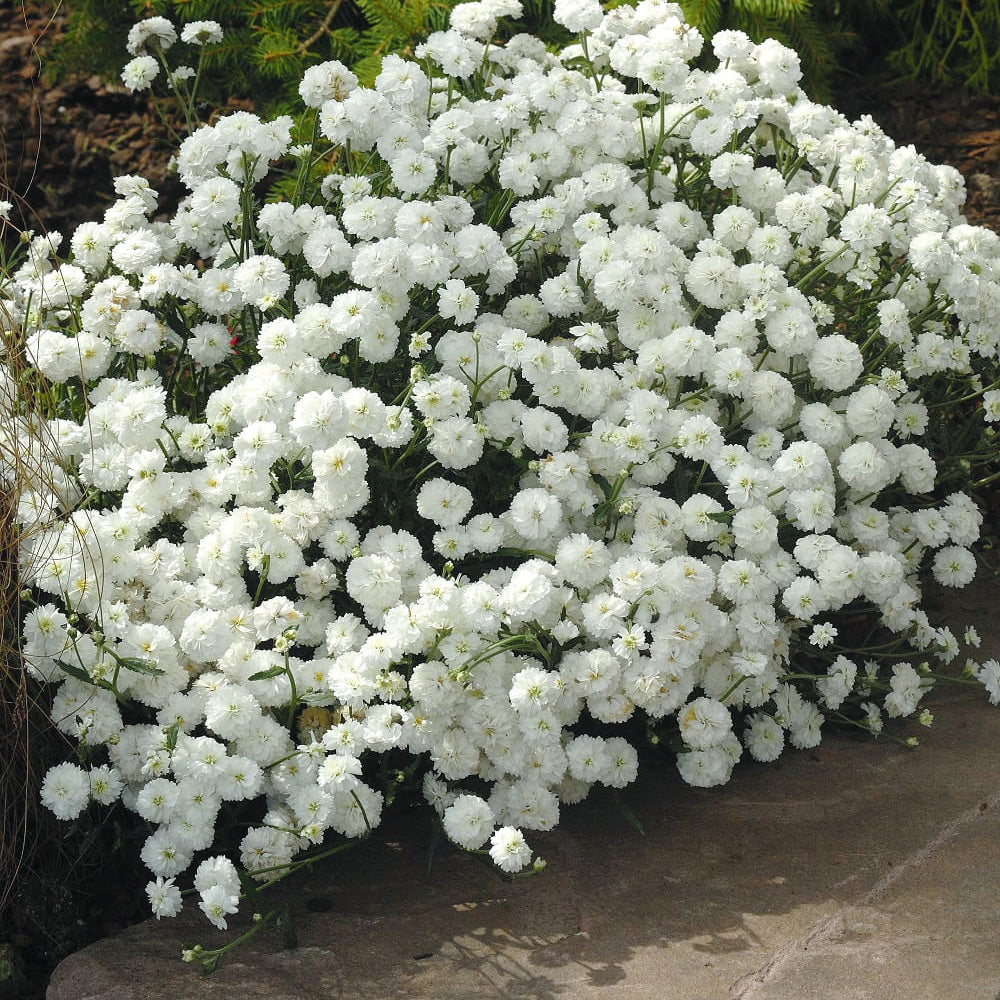 Buy Achillea Double Pearl by Kings Seeds NZ online