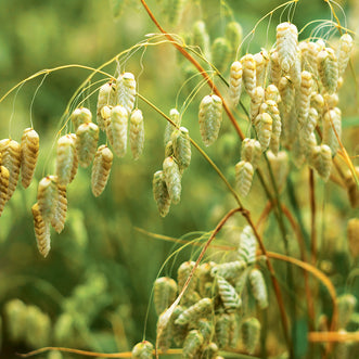 Briza Quaking Grass